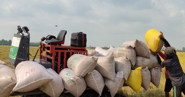 gia gao viet nam vuot xa thai lan toi 92 usd tan 65430d4fd1101