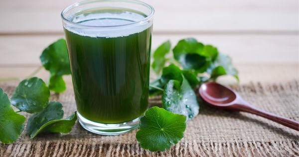 loai cay moc hoang o viet nam chua than duoc chong tram cam 656749e322066