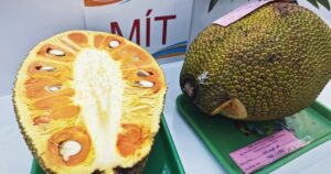mit ruot do lai sot gia nha vuon trung dam 6549ba382ab02
