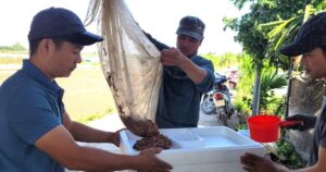 nuoi ruoi ban 300 ngan dong kg nong dan thu chuc trieu dong ngay 655b2032b8d8d