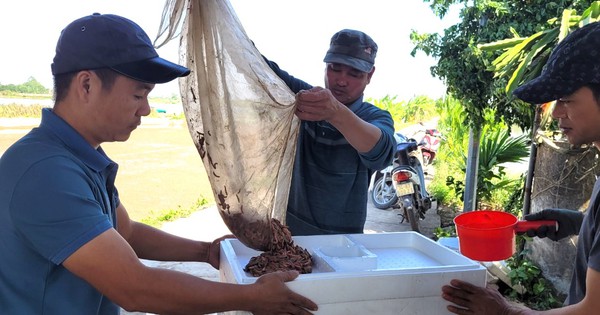 nuoi ruoi ban nua chi vang kg nong dan thu chuc trieu dong ngay 655b14f2bdda6