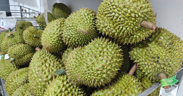 sau rieng lai len con sot gia doanh nghiep co luc khong mua duoc trai nao 6547057a80e14