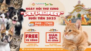 uu dai hap dan ngay hoi thu cung pet perfect suoi tien 2023 6552329a00d0a