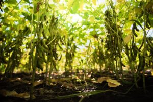 luan canh dau nanh giai phap 3 trong1 cho san xuat nong nghiep ben vung 6823f12ecea08