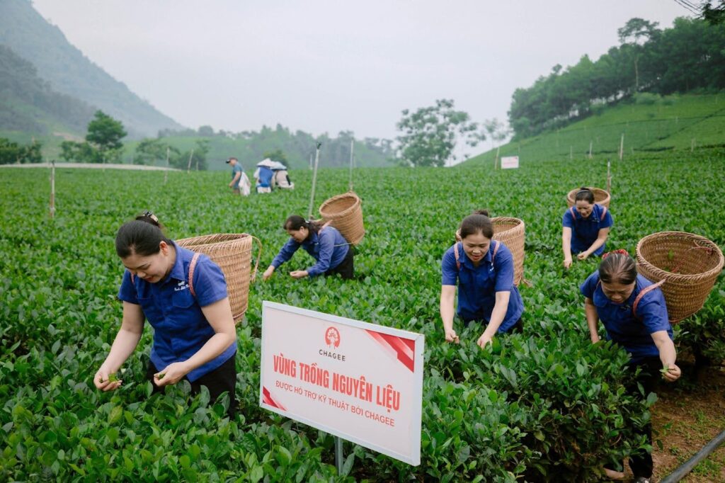 Người dân trồng chè La Bằng (Thái Nguyên) vui niềm vui an cư 1 nguoi dan trong che la bang thai nguyen vui niem vui an cu 6865dca2dd118